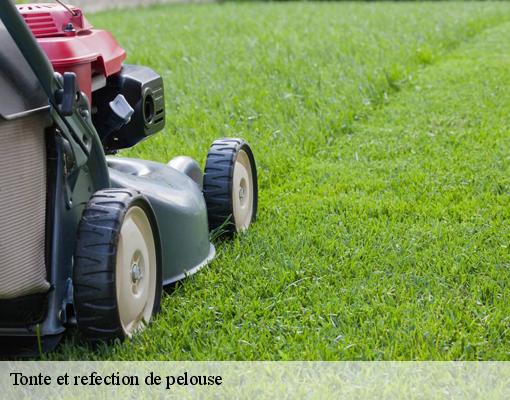 Tonte et refection de pelouse Val-de-Marne 