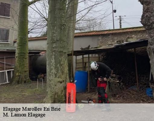 Elagage marolles-en-brie-94440 M. Lamon Elagage