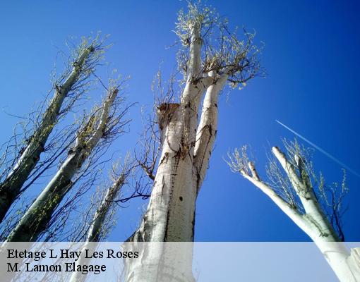 Etetage  l-hay-les-roses-94240 M. Lamon Elagage