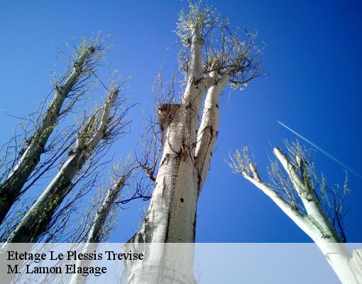 Etetage le-plessis-trevise-94420 M. Lamon Elagage