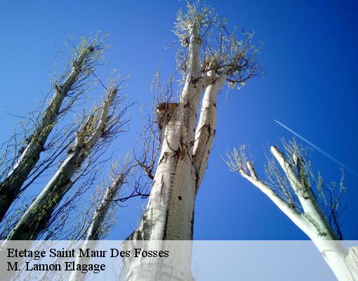 Etetage saint-maur-des-fosses-94100 M. Lamon Elagage