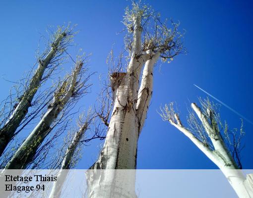 Etetage  thiais-94320 Elagage 94