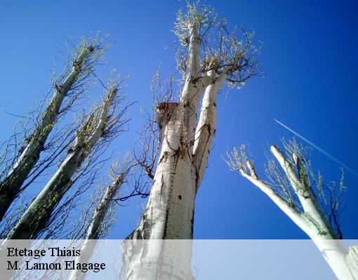 Etetage thiais-94320 M. Lamon Elagage