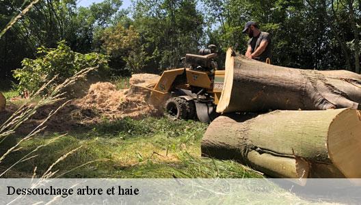 Dessouchage arbre et haie  94110