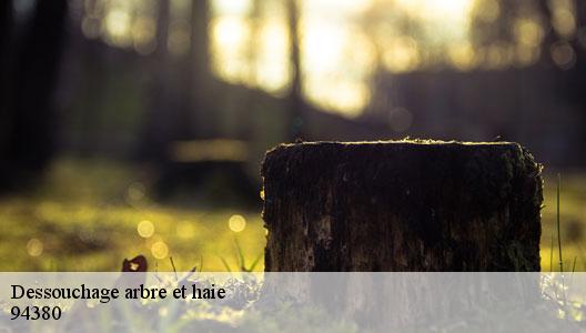 Dessouchage arbre et haie  94380