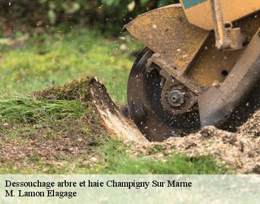 Dessouchage arbre et haie  champigny-sur-marne-94500 M. Lamon Elagage