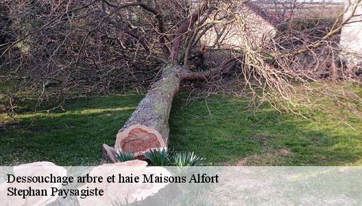Dessouchage arbre et haie  94700