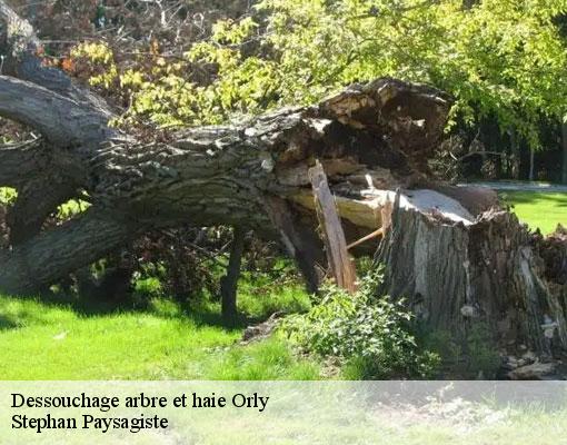 Dessouchage arbre et haie  orly-94310 Stephan Paysagiste