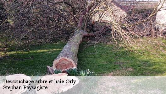 Dessouchage arbre et haie  94310