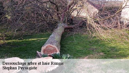 Dessouchage arbre et haie  94150