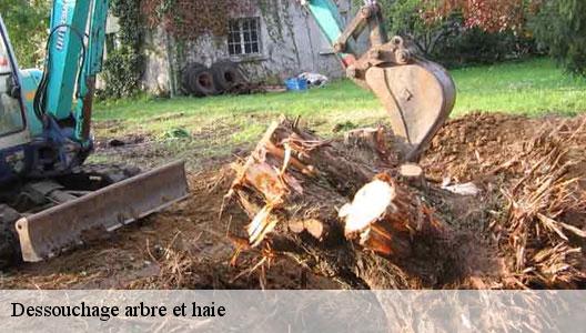 Dessouchage arbre et haie  94800