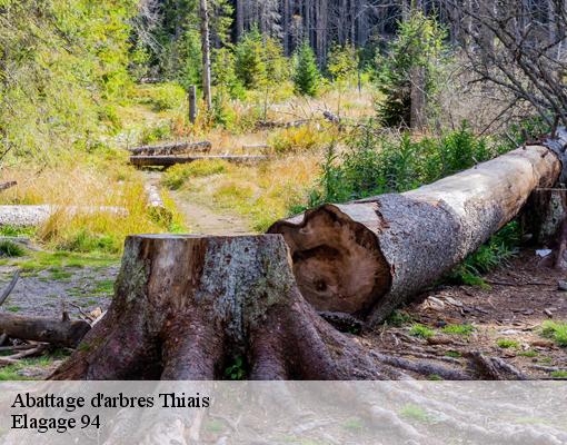 Abattage d'arbres  94320