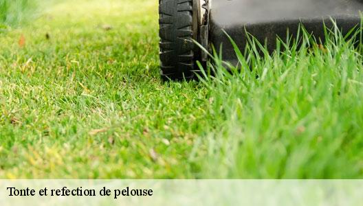 Tonte et refection de pelouse 94000