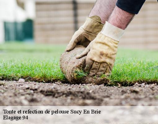 Tonte et refection de pelouse  94370