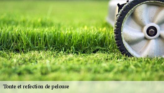 Tonte et refection de pelouse  94320