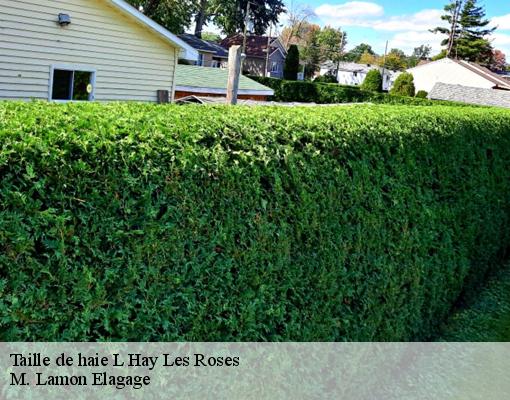 Taille de haie  l-hay-les-roses-94240 M. Lamon Elagage