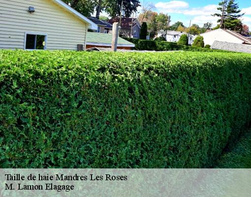 Taille de haie mandres-les-roses-94520 M. Lamon Elagage