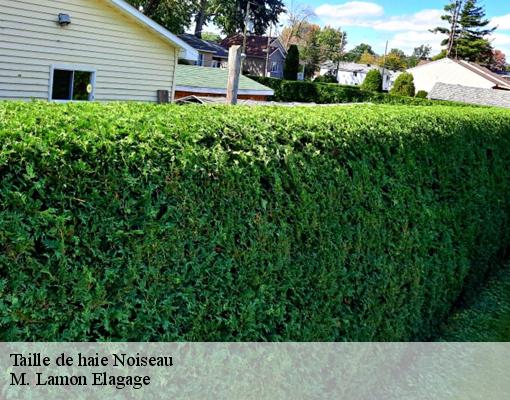 Taille de haie noiseau-94880 M. Lamon Elagage